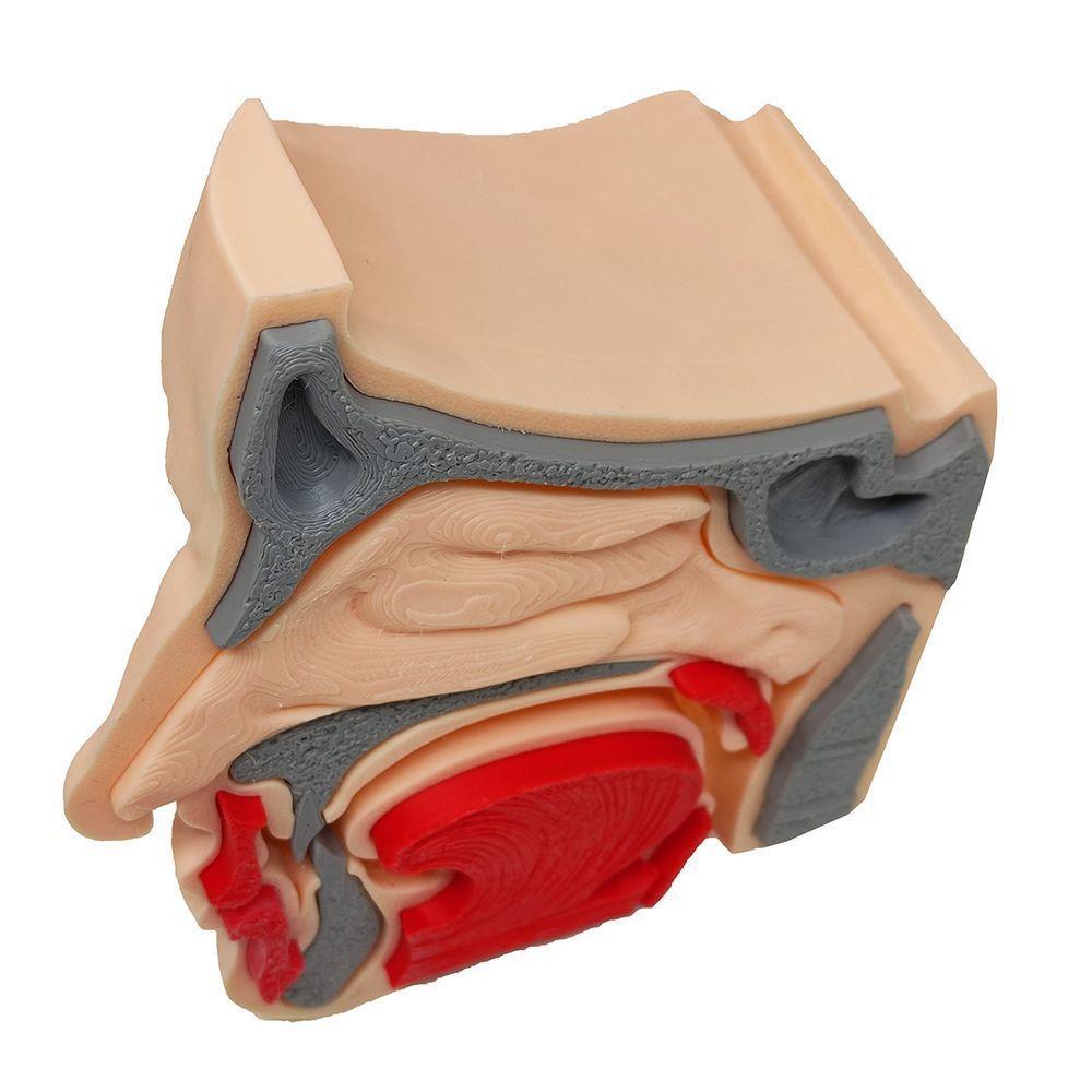 Anatomia Nasal Modelo 3d Otorrino Garganta Epiglote Concha Boca - 6
