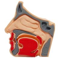 Anatomia Nasal Modelo 3d Otorrino Garganta Epiglote Concha Boca - 1