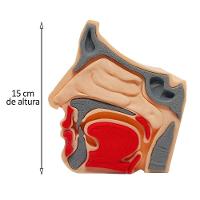 Anatomia Nasal Modelo 3d Otorrino Garganta Epiglote Concha Boca - 2
