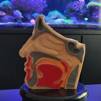 Anatomia Nasal Modelo 3d Otorrino Garganta Epiglote Concha Boca