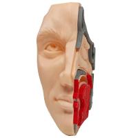 Anatomia Nasal Modelo 3d Otorrino Garganta Epiglote Concha Boca - 7