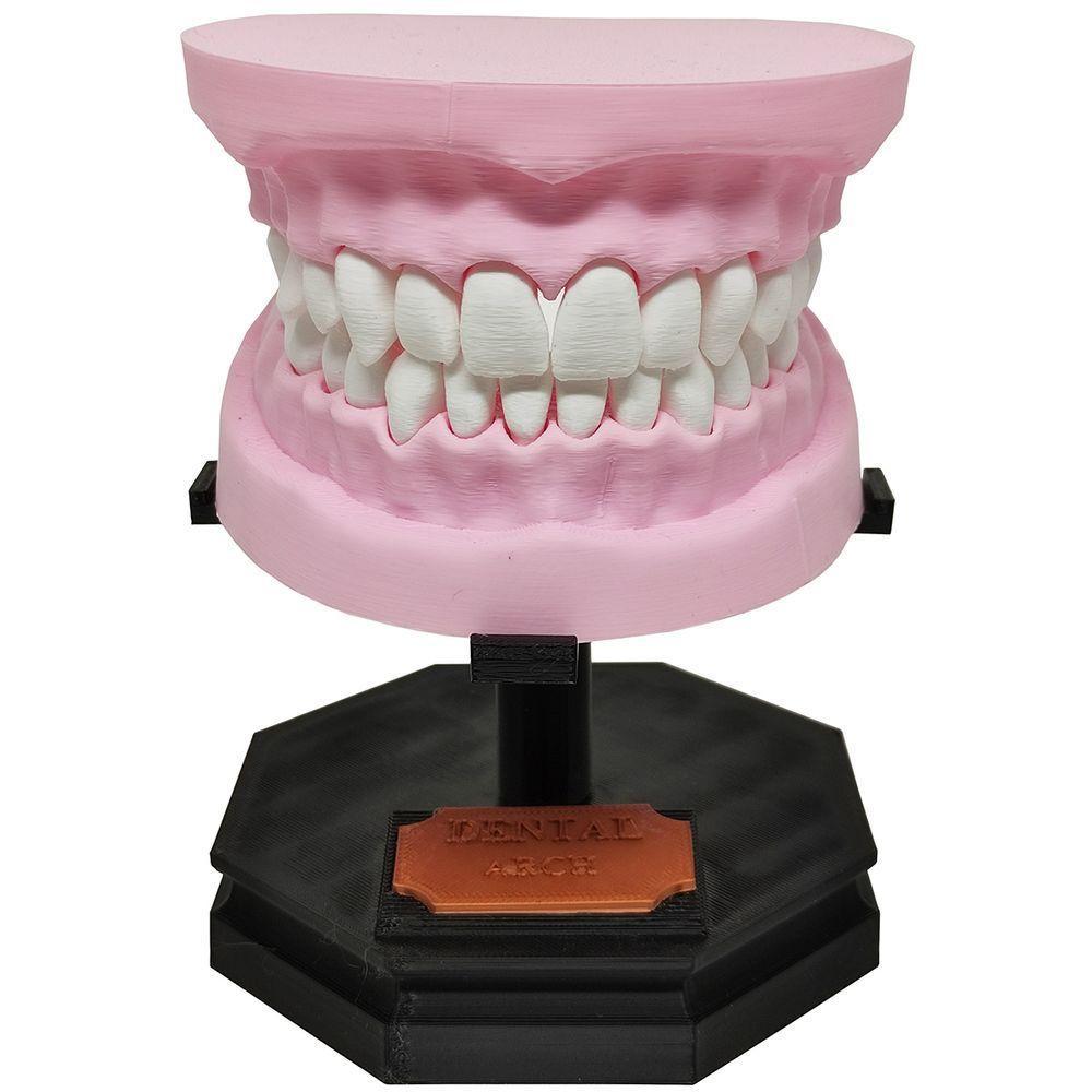 Arcada Dentária Com Suporte Modelo 3d Dente Gengiva Boca Anatomia - 1