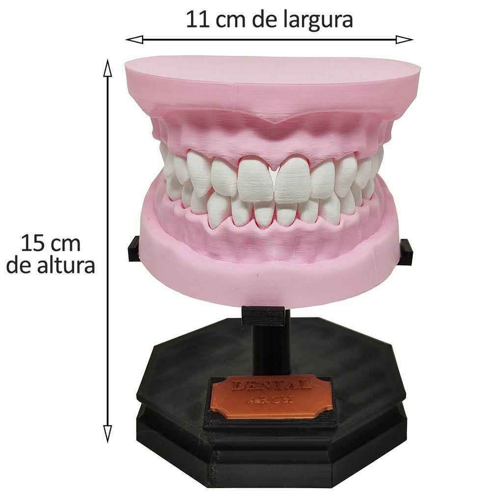 Arcada Dentária Com Suporte Modelo 3d Dente Gengiva Boca Anatomia - 3