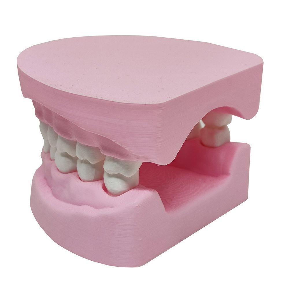 Arcada Dentária Com Suporte Modelo 3d Dente Gengiva Boca Anatomia - 5