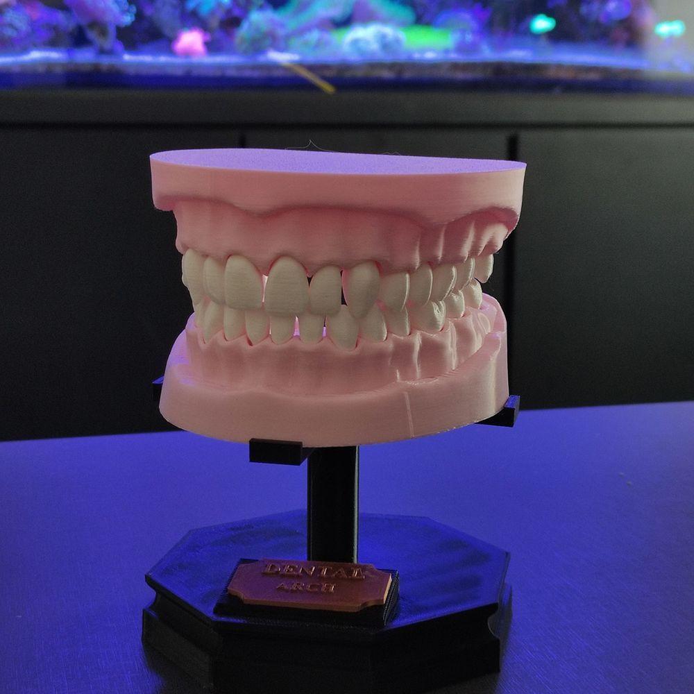Arcada Dentária Com Suporte Modelo 3d Dente Gengiva Boca Anatomia - 7