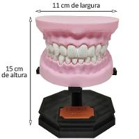 Arcada Dentária Com Suporte Modelo 3d Dente Gengiva Boca Anatomia - 3
