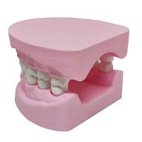 Arcada Dentária Com Suporte Modelo 3d Dente Gengiva Boca Anatomia - 5