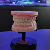 Arcada Dentária Com Suporte Modelo 3d Dente Gengiva Boca Anatomia - 7