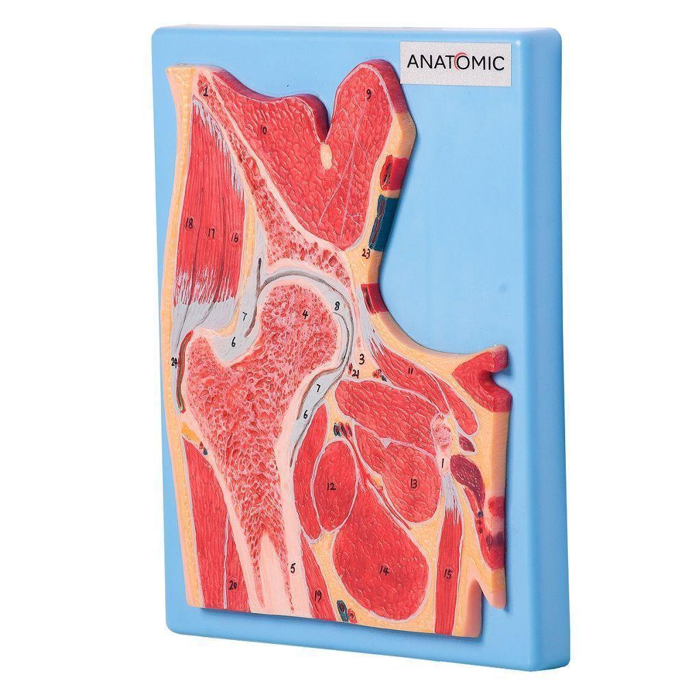 Secção Mediana da Articulação do Quadril Modelo Anatomia - 4