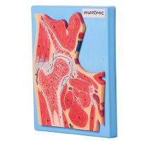 Secção Mediana da Articulação do Quadril Modelo Anatomia