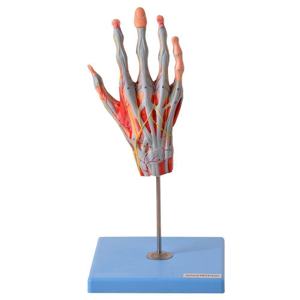 Mão Muscular Principais Nervos e Vasos Anatomia - 3