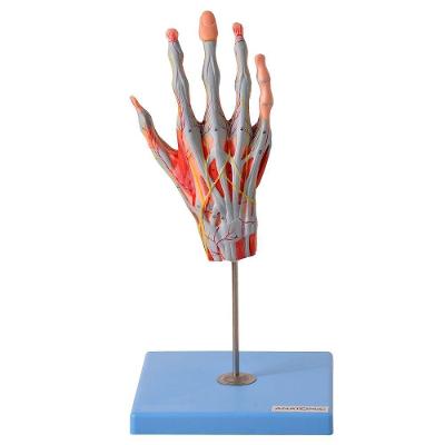 Mão Muscular Principais Nervos e Vasos Anatomia