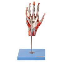 Mão Muscular Principais Nervos e Vasos Anatomia - 2