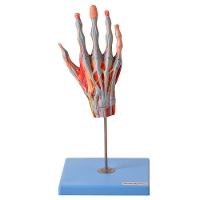 Mão Muscular Principais Nervos e Vasos Anatomia - 3