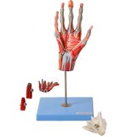 Mão Muscular Principais Nervos e Vasos Anatomia - 4