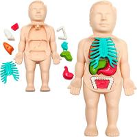Kit Brinquedo Médico Infantil Anatomia Do Corpo Boneco 25pçs - 2