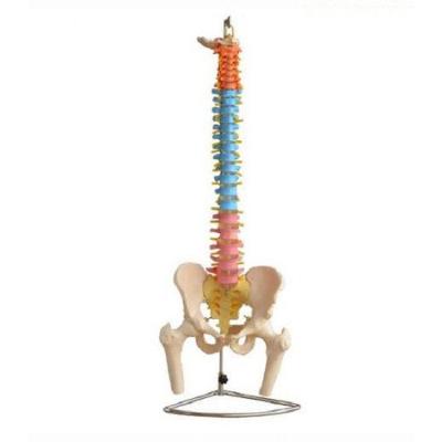 Coluna Humana Tamanho Natural Flexível Didática Com Fêmur