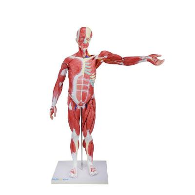 Figura Muscular Assexuada De 80 Cm C/ Órgãos Internos