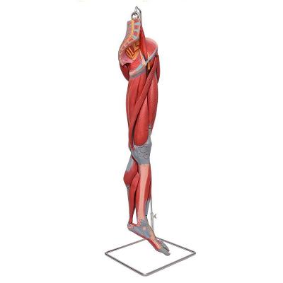 Perna Músculos,vasos E Nervos 10 Pts, Anatomia Esqueleto
