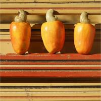 L'occitane Caju Sabonete Líquido Em óleo 250ml - 6