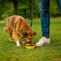 Comedouro Bebedouro Dobrável Com Gancho Portátil Pet Azul
