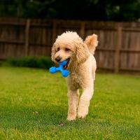 Mordedor Triângulo Brinquedo Para Pet Cães Gatos Distração Rosa - 4