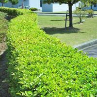 Aparador De Cercas 550W Uh5570 Makita 220V