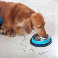 Comedouro Inox Dual Azul G 850ml Para Pets - Germanhart - 2