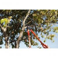 Tesourão De Poda Tipo Bypass Tramontina Em Aço Com Cabo De Madeira 60cm - 2