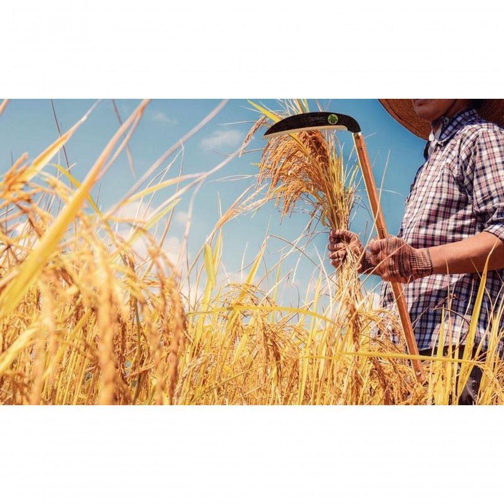 Foicinha Para Arroz Tramontina Em Aço Com Cabo De Madeira 60cm - 2