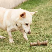 Brinquedo Mordedor Aromatizado De Churrasco Para Cães - Germanhart - 2