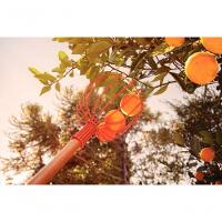 Colhedor De Frutas Tramontina Grande Em Aço Com Cabo De Madeira 145cm - 2