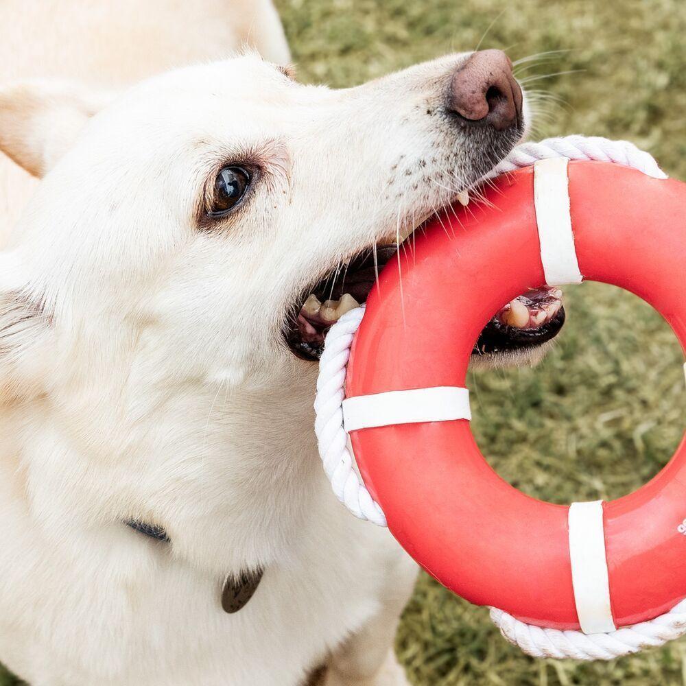 Flutuador Para Cães Com Corda - Brincadeiras Aquáticas E Saúde Bucal - 3