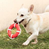 Flutuador Para Cães Com Corda - Brincadeiras Aquáticas E Saúde Bucal - 2
