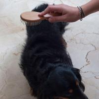 Pente Duplo Veterinário Para Cães - Escovação Eficiente E Aconchegante - 5