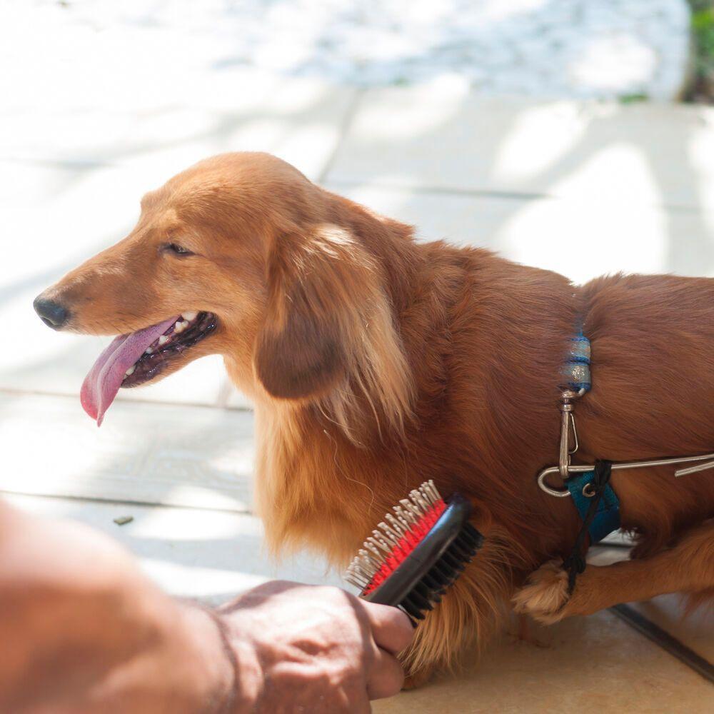 Escova Profissional Dupla Para Cães E Gatos - Brilho E Cuidado Em Cada Passada - 3