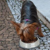 Comedouros Inox Azul Com Base De Silicone - Conforto E Estilo Para Seu Pet - 2