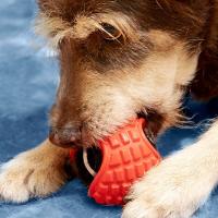 Bola Divertida Interativa Para Pets - Brincadeiras Resistentes E Saudáveis! - 3