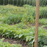 Tela Viveiro Hexagonal 0,6 X 50 M Bwg26 Tradestar - 7