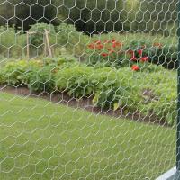 Tela Galinheiro Hexagonal 1,5 X 50m Bwg23 Tradestar - 6