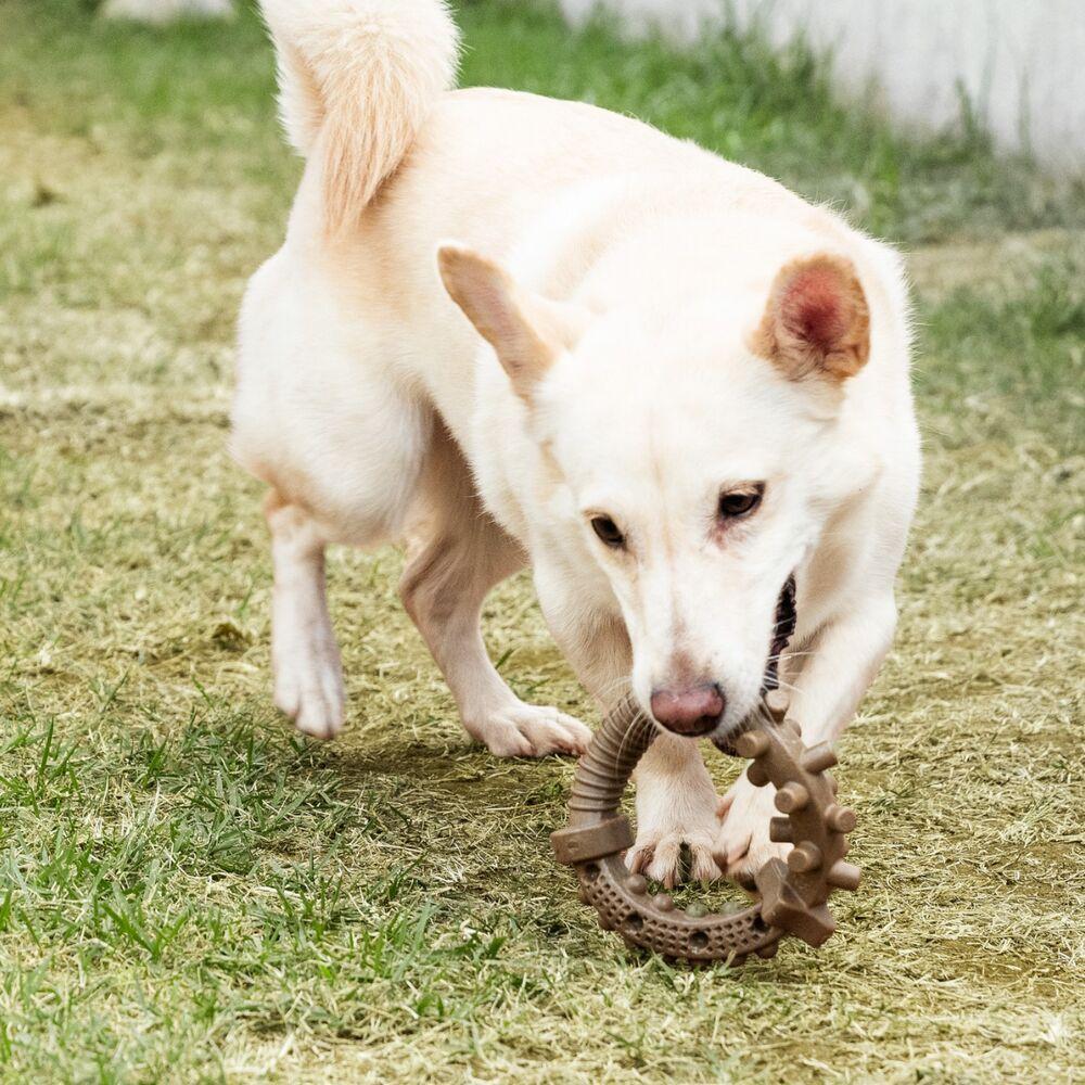 Roscão Irresistível De Bacon Para Cães - Brincadeira Divertida E Saborosa! - 4