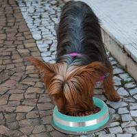 Comedouro Antiderrapante Azul Em Aço Inoxidável 450ml - Estilo E Durabilidade Para Pets - 2