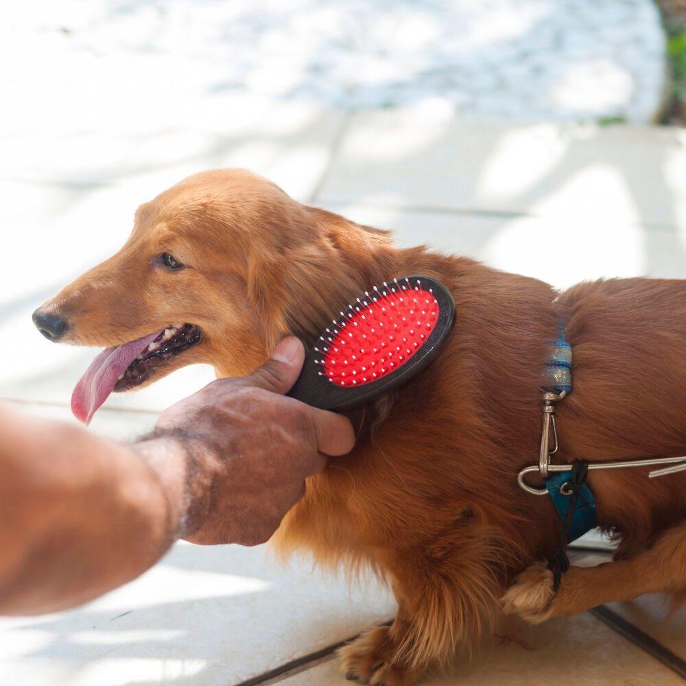 Escova Dupla Premium Para Pets - Cuidados E Brilho Para Pelos De Cães E Gatos - 4
