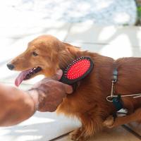 Escova Dupla Premium Para Pets - Cuidados E Brilho Para Pelos De Cães E Gatos