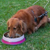 Comedouro Duplo Rosa Em Aço Inoxidável 850ml - Estilo E Conforto Para Seu Pet! - 3