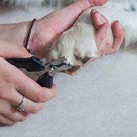 Cortador De Unhas Para Pets - Ergonomico E Profissional Em Aço Inoxidável - 2