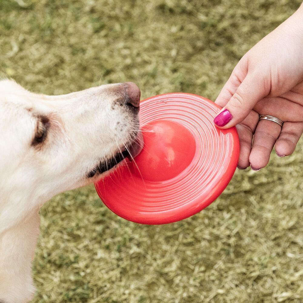 Focão Flutuante: Brinquedo Aquático Com Apito E Compartimento Para Petiscos Para Cães - 4