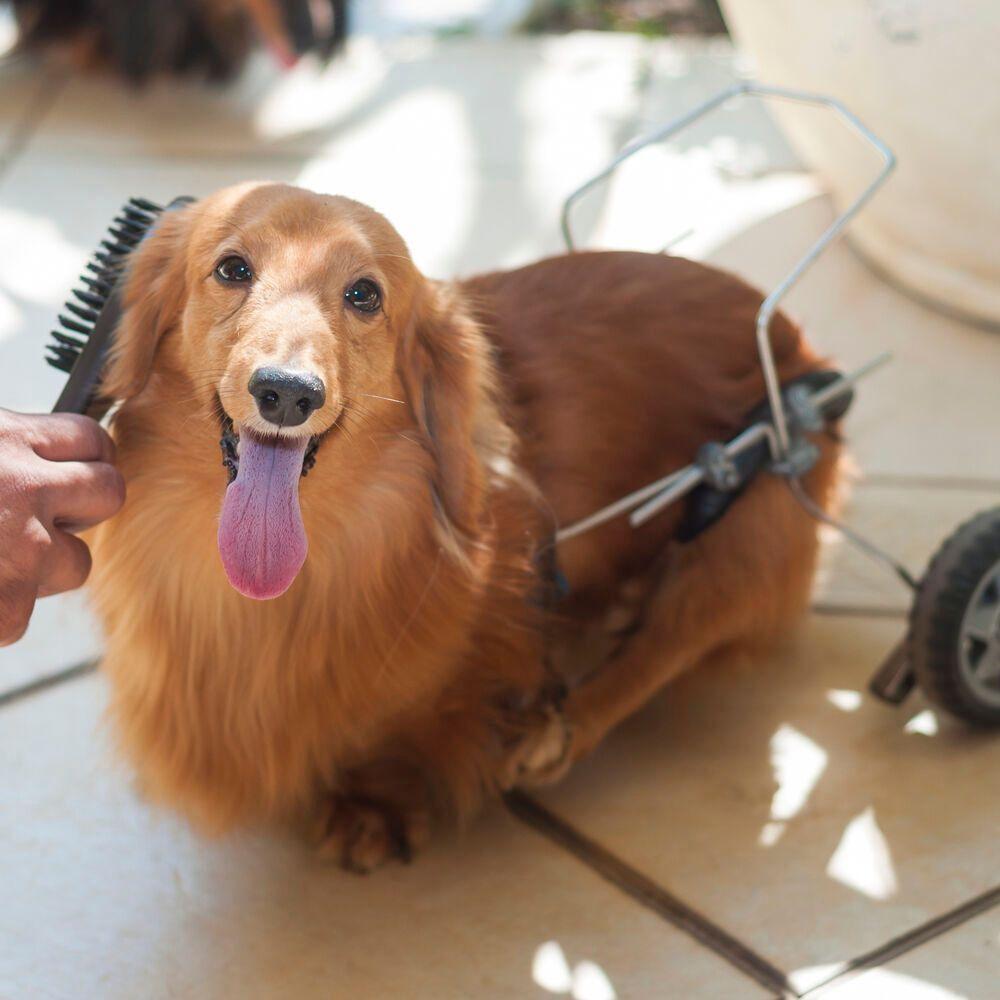 Escova Dupla Profissional Para Pets - Brilho E Conforto Em Cada Escovada - 4