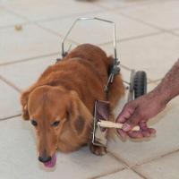 Escova De Madeira Premium Para Pets - Conforto E Cuidados Para Cães E Gatos - 2