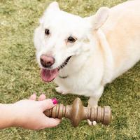 Brinquedo Mordedor Churrasco: Sabor E Diversão Para Seu Cão! - 3